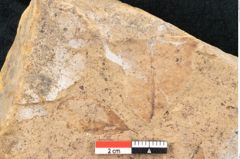 Foto (Detailansicht) von Plantae indet.  (NHMW-GEO-2024-0188-11505)